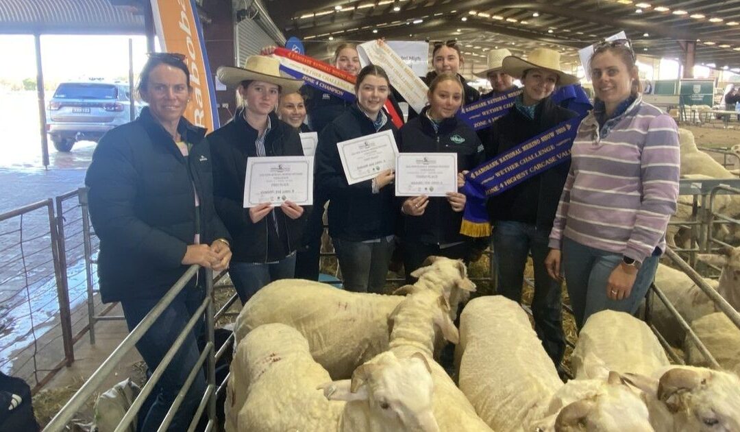 NHS Merino challenge