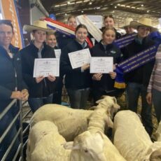 NHS Merino challenge