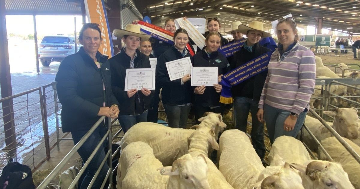 NHS Merino challenge