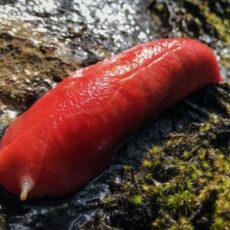 Big Pink Slug