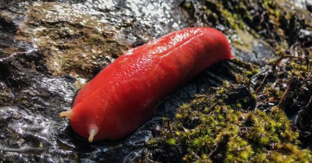 Sister cities partnerin Big Pink Slug idea