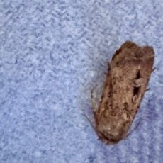 Bogong moth migration