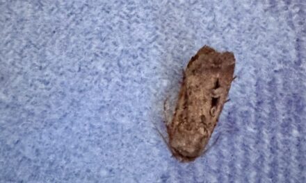 TOPICAL: bumper year for Bogong moths