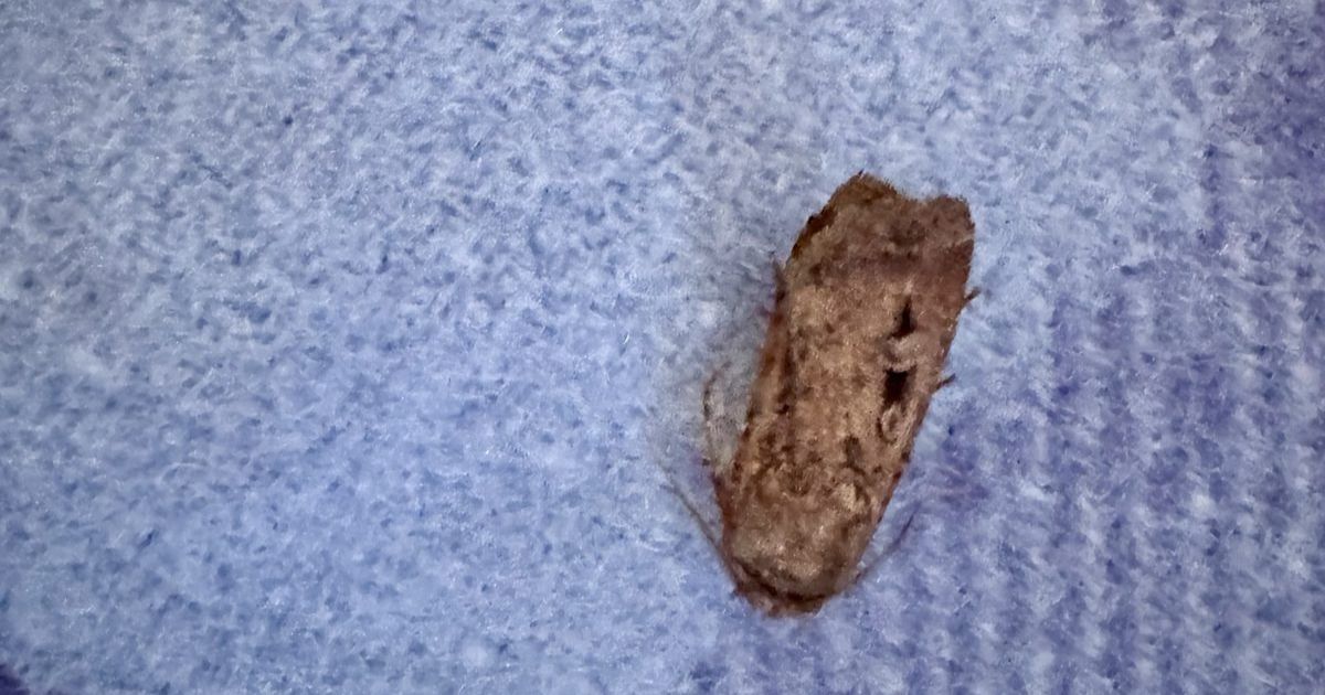 TOPICAL: bumper year for Bogong moths