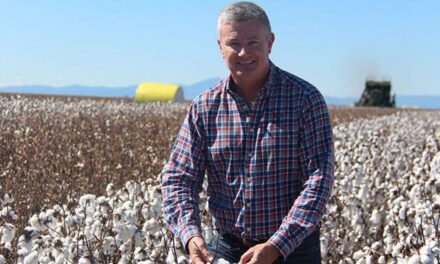 Cotton planting underwayas growers face drier season